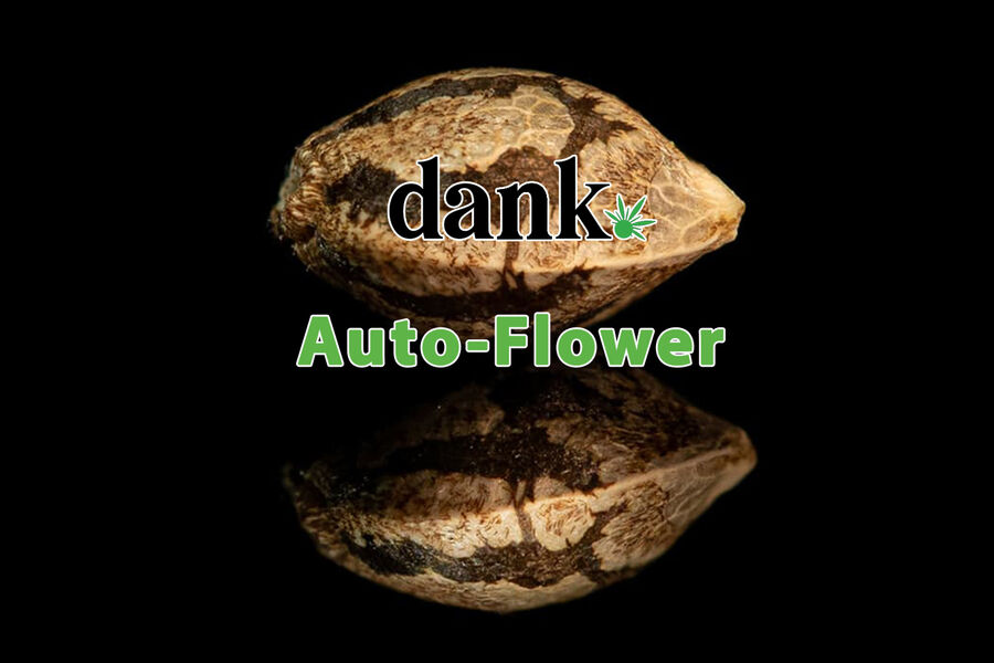 Dank seeds Autoflower marijuana 