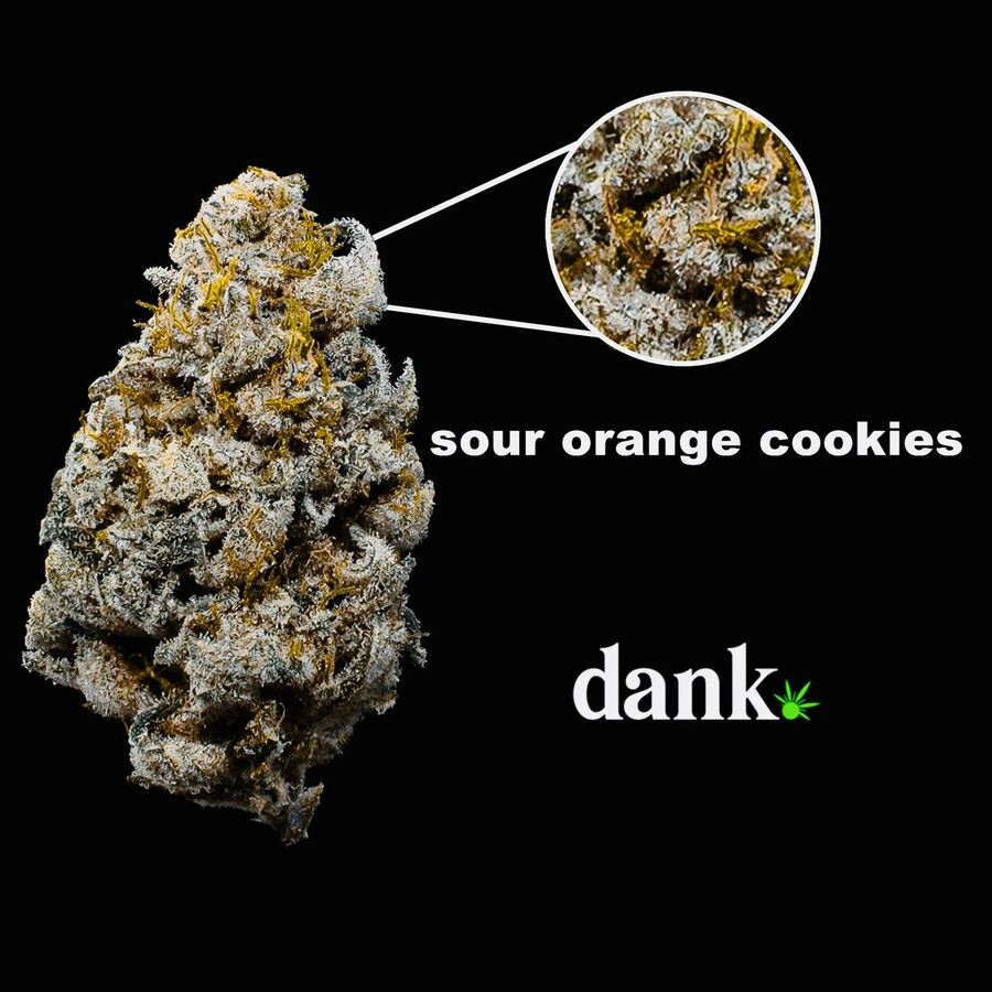 Sour Orange Cookies 2.0 | Cannabis Seed For Sale | Buy Marijuana